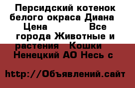 Персидский котенок белого окраса Диана › Цена ­ 40 000 - Все города Животные и растения » Кошки   . Ненецкий АО,Несь с.